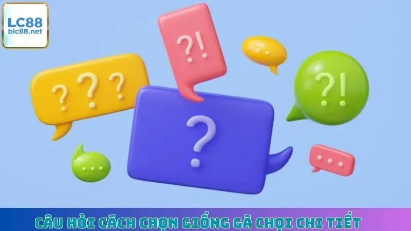 Câu hỏi cách chọn giống gà chọi chi tiết