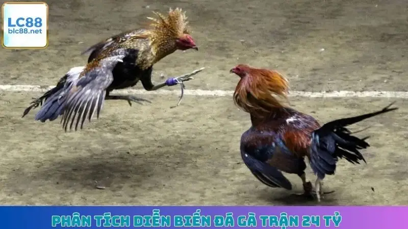 Phân tích diễn biến đá gà trận 24 tỷ